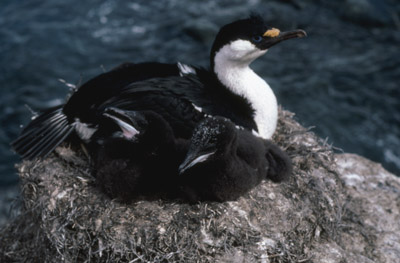 Blue eyed shag, Phalacrocorax atriceps - Nest 17