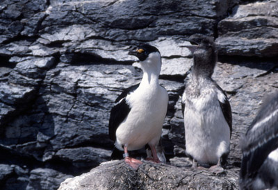 Blue eyed shag, Phalacrocorax atriceps - Nest 18