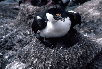 Blue eyed shag, Phalacrocorax atriceps - Nest 19