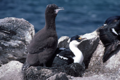 Blue eyed shag, Phalacrocorax atriceps - Nest 20