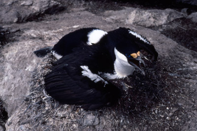 Blue eyed shag, Phalacrocorax atriceps - Nest 3