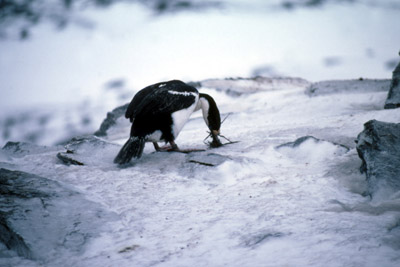 Blue eyed shag, Phalacrocorax atriceps - Nest 5