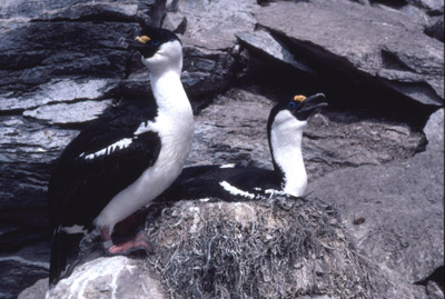 Blue eyed shag, Phalacrocorax atriceps - Nest 8