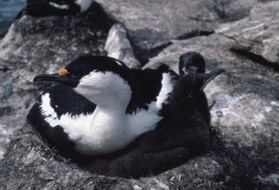 Blue eyed shag, Phalacrocorax atriceps - Nest 9