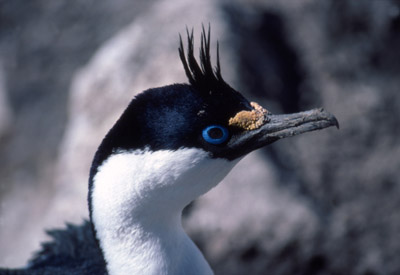 Blue eyed shag, Phalacrocorax atriceps - pose 1