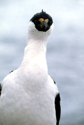 Blue eyed shag, Phalacrocorax atriceps - pose 2