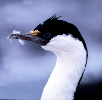 Blue eyed shag, Phalacrocorax atriceps - pose 6