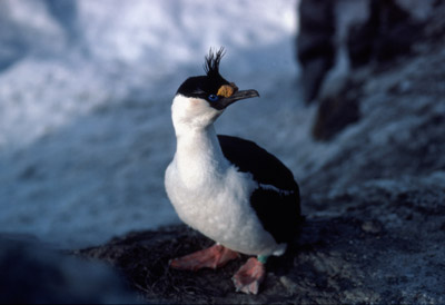 Blue eyed shag, Phalacrocorax atriceps - pose 7