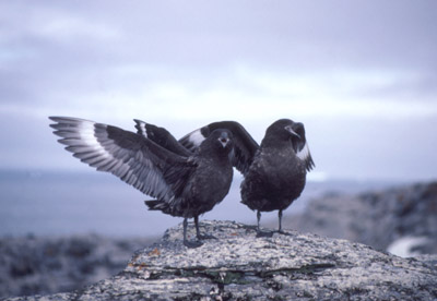 Skua - adults 1