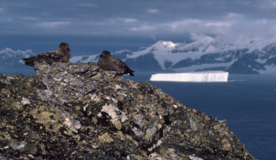 Skua - adults 3