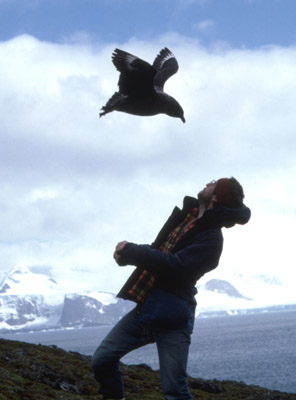 Skua - adults 4