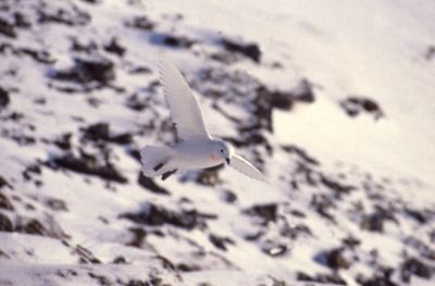 Snow Petrel - flying 10