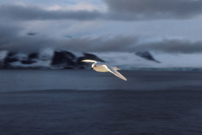 Snow Petrel - flying 11