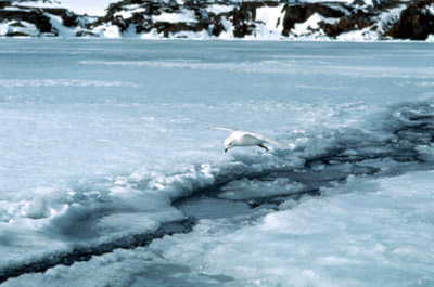 Snow Petrel - flying 13