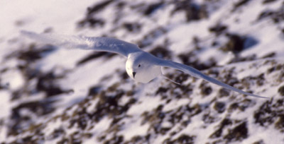 Snow Petrel - flying 14