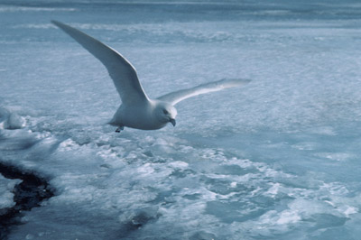 Snow Petrel - flying 2