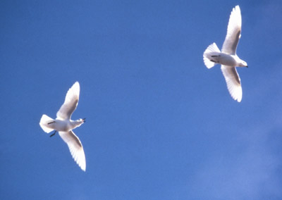 Snow Petrel - flying 4