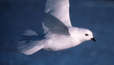 Snow Petrel - flying 6