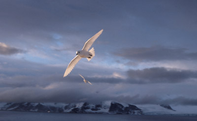 Snow Petrel - flying 8
