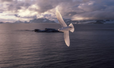 Snow Petrel - flying 9