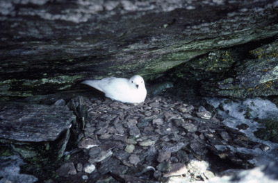 Snow Petrel - nest 1