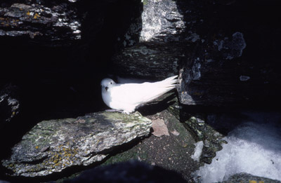 Snow Petrel - nest 3