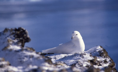 Snow Petrel - pose 2