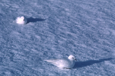 Snow Petrel - sea-ice 1