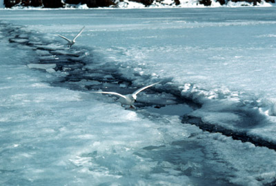 Snow Petrel - tide-crack 1