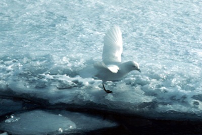 Snow Petrel - tide-crack 2