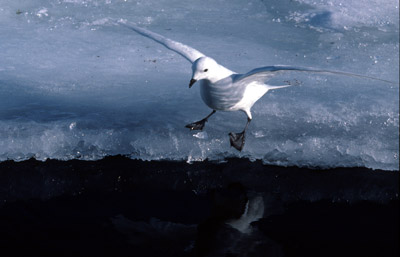 Snow Petrel - tide-crack 3