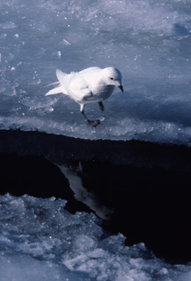 Snow Petrel - tide-crack 5