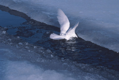 Snow Petrel - tide-crack 6