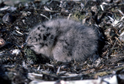 Antarctic Tern - chick 1