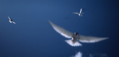 Antarctic Tern - flying 1