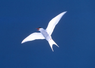 Antarctic Tern - flying 2