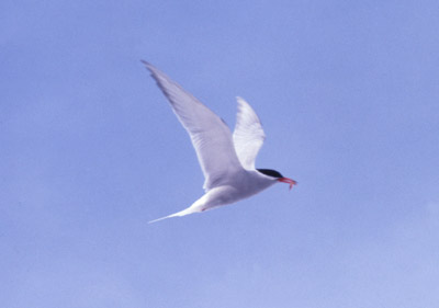 Antarctic Tern - flying 7
