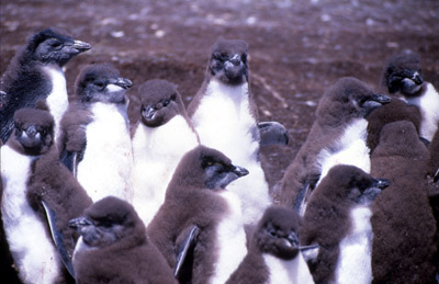 Penguins 5