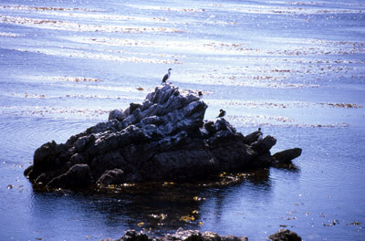 Shag rock