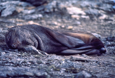 Fur Seal 1