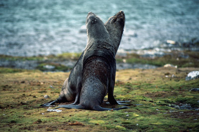 Fur Seal 2