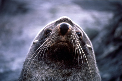 Fur Seal 3