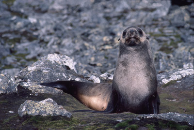 Fur Seal 4