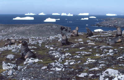 Fur Seal Group 