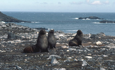Fur Seal Group 1