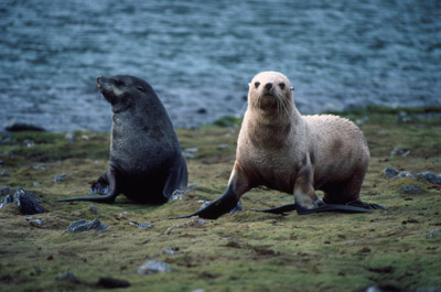 Fur Seal Group 2