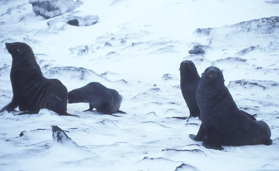Fur Seal Group 3