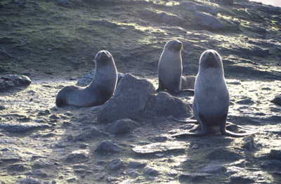 Fur Seal Group 4