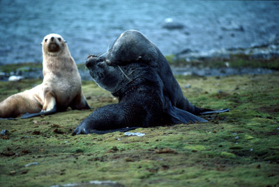 Fur Seal Group 5