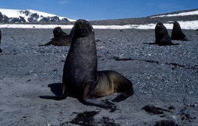 Fur Seal Group 6